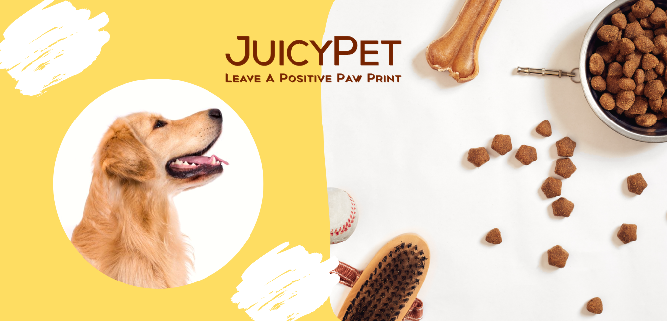 jiucypet featured